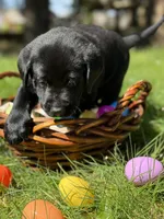 Yellow Collar, a male Labrador Retriever for sale in Sammamish, WA – Photo 2 of 6