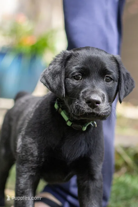 Green Collar – Labrador Retriever puppy for sale in Sammamish, WA