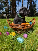 Green Collar, a female Labrador Retriever for sale in Sammamish, WA – Photo 4 of 7