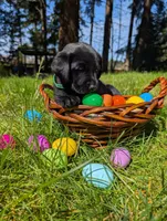 Green Collar, a female Labrador Retriever for sale in Sammamish, WA – Photo 3 of 7