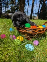 Green Collar, a female Labrador Retriever for sale in Sammamish, WA – Photo 2 of 7