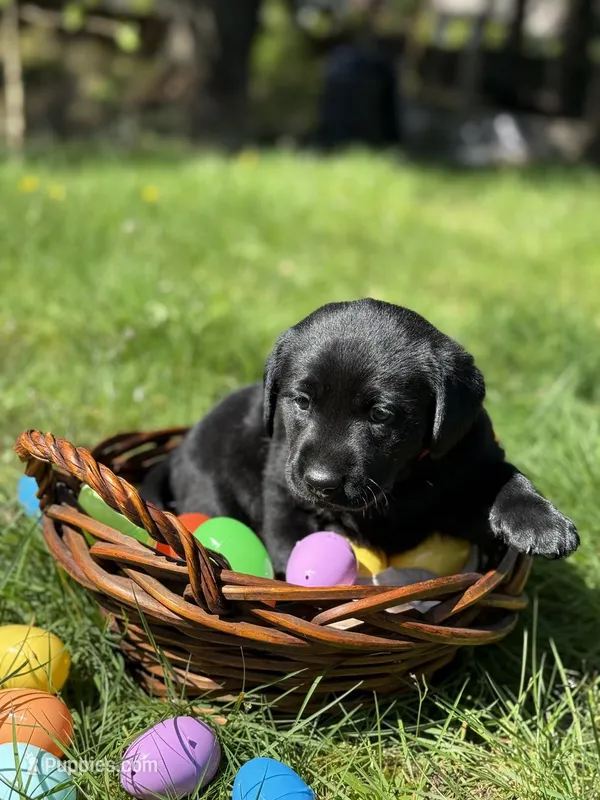 Green Collar – Labrador Retriever puppy for sale in Sammamish, WA