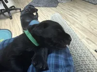 Green Collar, a female Labrador Retriever for sale in Sammamish, WA – Photo 7 of 7