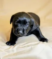 Green Collar, a female Labrador Retriever for sale in Sammamish, WA – Photo 6 of 7