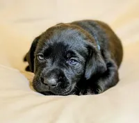 Blue Collar, a male Labrador Retriever for sale in Sammamish, WA – Photo 4 of 5