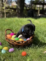 Blue Collar, a male Labrador Retriever for sale in Sammamish, WA – Photo 2 of 5