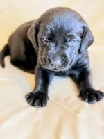 Blue Collar, a male Labrador Retriever for sale in Sammamish, WA – Photo 5 of 5