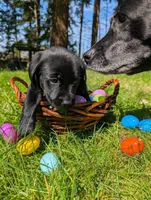 Blue Collar, a male Labrador Retriever for sale in Sammamish, WA – Photo 3 of 5