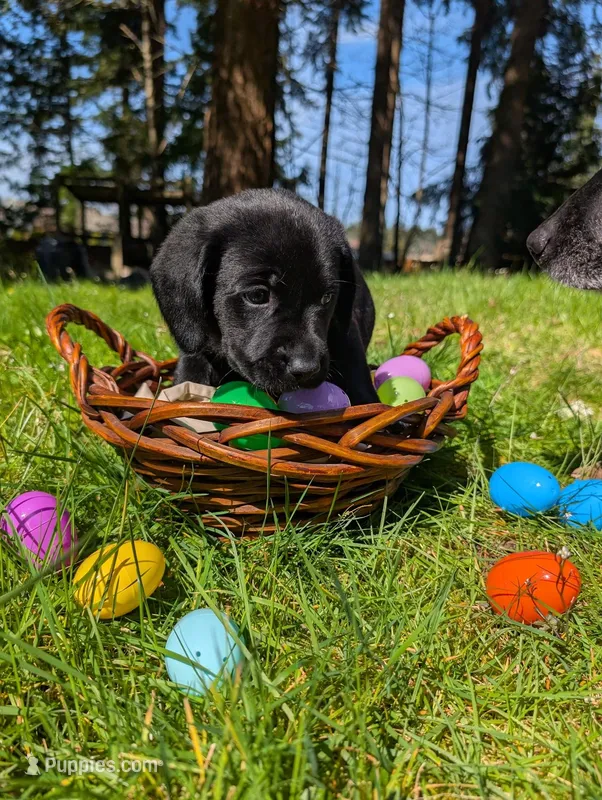 Blue Collar – Labrador Retriever puppy for sale in Sammamish, WA