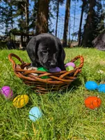Blue Collar, a male Labrador Retriever for sale in Sammamish, WA – Photo 1 of 5