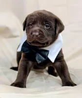 White Collar, a female Labrador Retriever for sale in Sammamish, WA – Photo 2 of 3