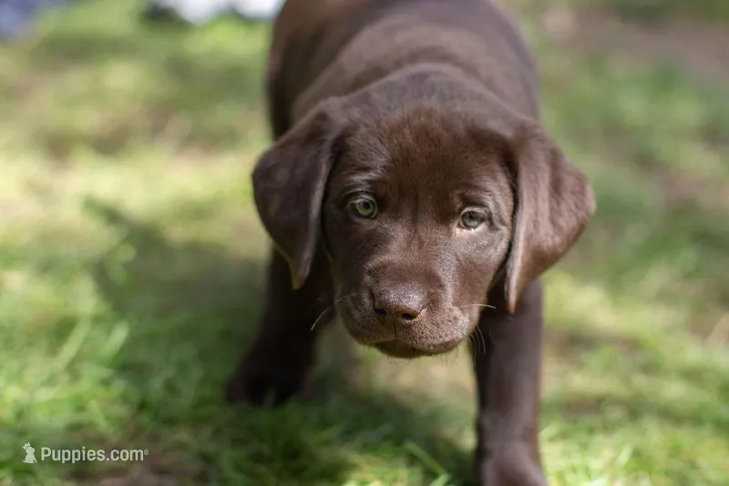 White Collar – Labrador Retriever puppy for sale in Sammamish, WA