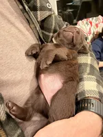 White Collar, a female Labrador Retriever for sale in Sammamish, WA – Photo 3 of 3