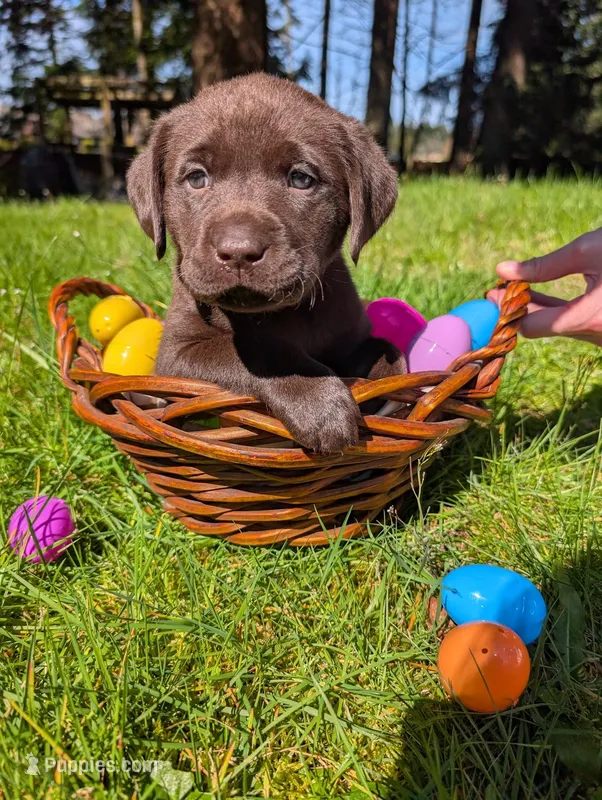 White Collar – Labrador Retriever puppy for sale in Sammamish, WA