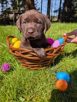 White Collar, a female Labrador Retriever for sale in Sammamish, WA – Photo 1 of 3