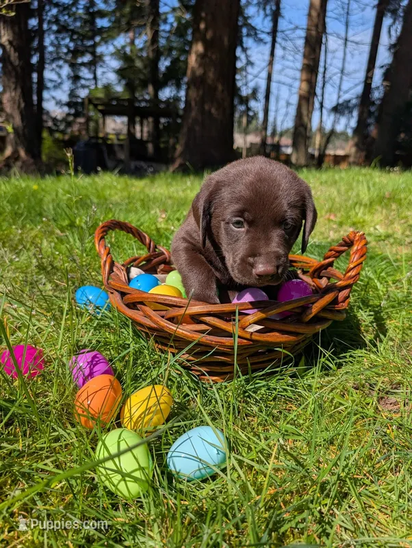 Black Collar – Labrador Retriever puppy for sale in Sammamish, WA