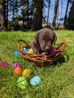 Black Collar, a male Labrador Retriever for sale in Sammamish, WA – Photo 1 of 3