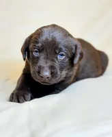 Black Collar, a male Labrador Retriever for sale in Sammamish, WA – Photo 3 of 3