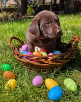 Brown Collar, a male Labrador Retriever for sale in Sammamish, WA – Photo 2 of 5