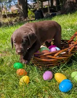 Brown Collar, a male Labrador Retriever for sale in Sammamish, WA – Photo 3 of 5