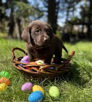 Brown Collar, a male Labrador Retriever for sale in Sammamish, WA – Photo 4 of 5