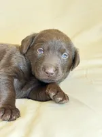 Brown Collar, a male Labrador Retriever for sale in Sammamish, WA – Photo 5 of 5