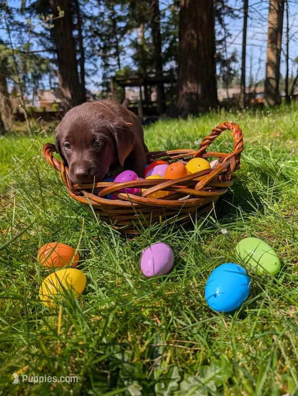 Brown Collar – Labrador Retriever puppy for sale in Sammamish, WA
