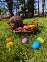 Brown Collar, a male Labrador Retriever for sale in Sammamish, WA – Photo 1 of 5