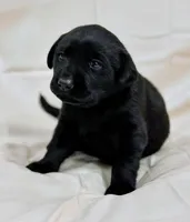 Red Collar, a female Labrador Retriever for sale in Sammamish, WA – Photo 3 of 4