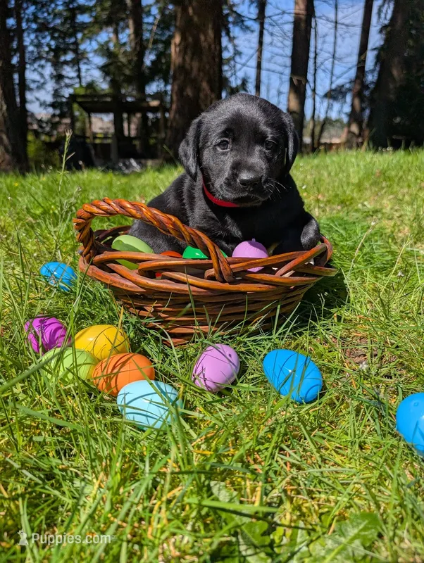 Red Collar – Labrador Retriever puppy for sale in Sammamish, WA