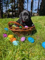 Red Collar, a female Labrador Retriever for sale in Sammamish, WA – Photo 1 of 4