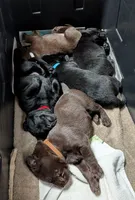 Red Collar, a female Labrador Retriever for sale in Sammamish, WA – Photo 4 of 4