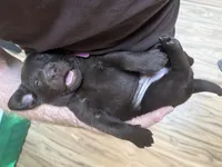 Pink Collar, a female Labrador Retriever for sale in Sammamish, WA – Photo 6 of 6