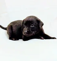 Pink Collar, a female Labrador Retriever for sale in Sammamish, WA – Photo 5 of 6