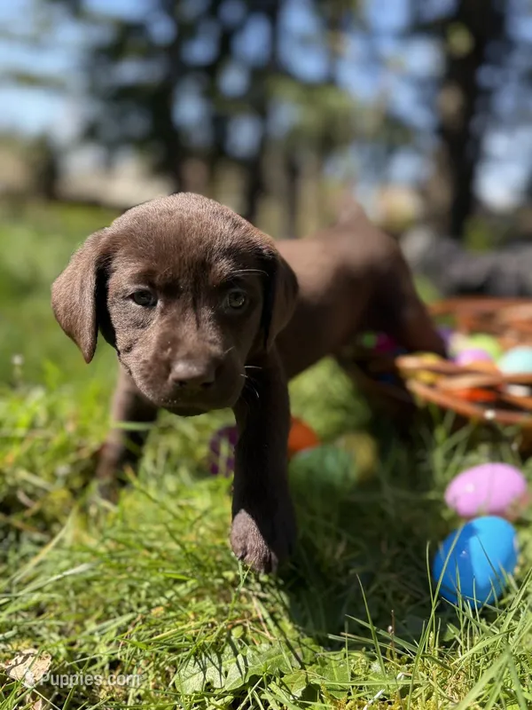 Pink Collar – Labrador Retriever puppy for sale in Sammamish, WA