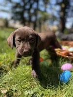 Pink Collar, a female Labrador Retriever for sale in Sammamish, WA – Photo 1 of 6