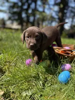 Pink Collar, a female Labrador Retriever for sale in Sammamish, WA – Photo 3 of 6