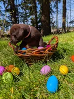 Pink Collar, a female Labrador Retriever for sale in Sammamish, WA – Photo 2 of 6