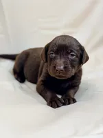Pink Collar, a female Labrador Retriever for sale in Sammamish, WA – Photo 4 of 6