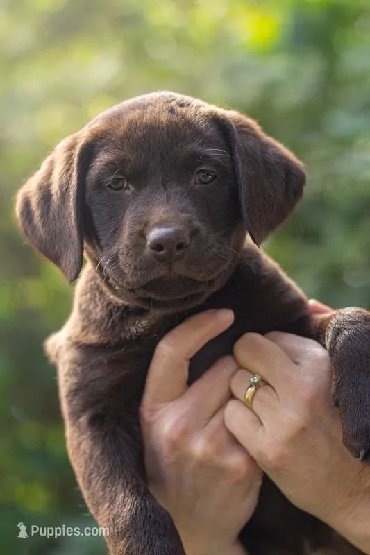 Pink Collar – Labrador Retriever puppy for sale in Sammamish, WA