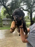 Green , a male Rottweiler for sale in Houston, TX – 3 of 3