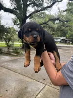 Tan , a male Rottweiler for sale in Houston, TX – 2 of 2