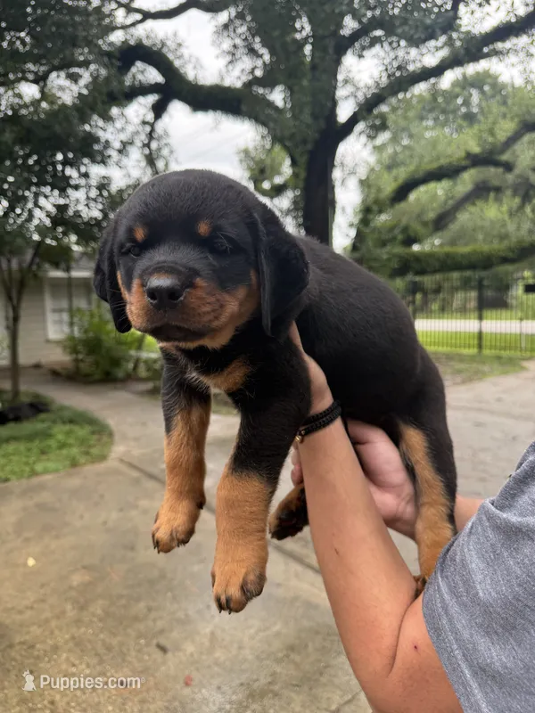 Tan  – Rottweiler puppy for sale in Houston, TX