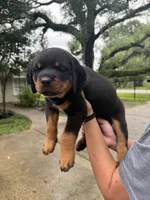 Tan , a male Rottweiler for sale in Houston, TX – 1 of 2