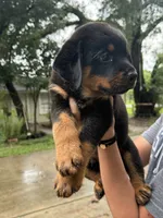 Green , a male Rottweiler for sale in Houston, TX – 2 of 3