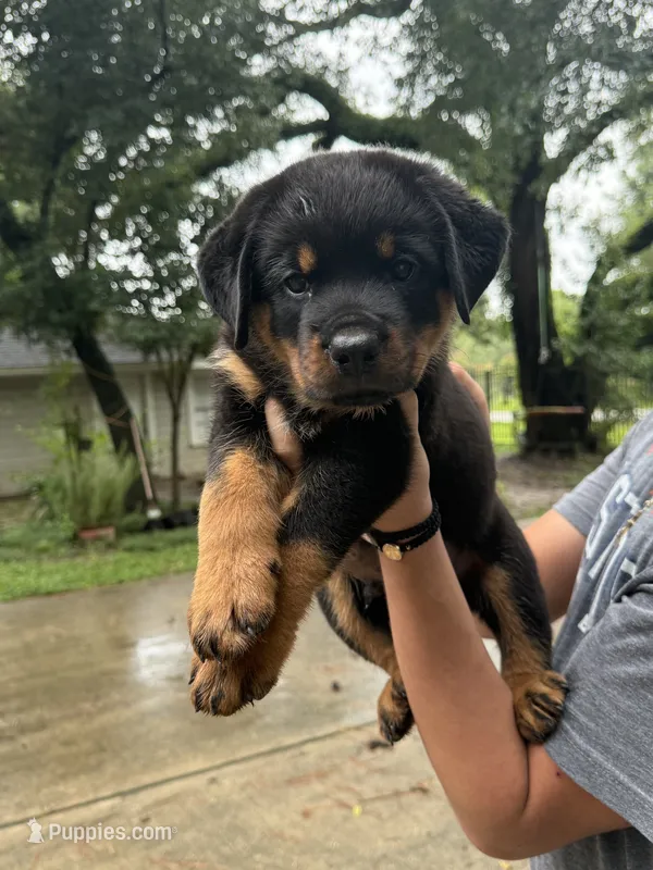 Green  – Rottweiler puppy for sale in Houston, TX