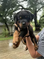 Green , a male Rottweiler for sale in Houston, TX – 1 of 3