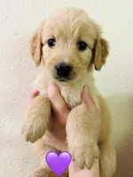 Purple, a female Goldendoodle for sale in Cheraw, SC – 3 of 5