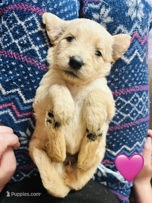 Pink – Goldendoodle puppy for sale in Cheraw, SC