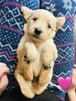 Pink, a female Goldendoodle for sale in Cheraw, SC – 1 of 5